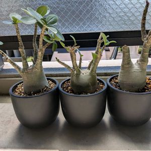 サボテン,アデニウム,アデニウム アラビカム,多肉植物,多肉大好きの画像