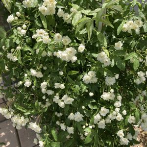 モッコウバラ,ビオラ,寄せ植え,ガーデニング,白い花の画像
