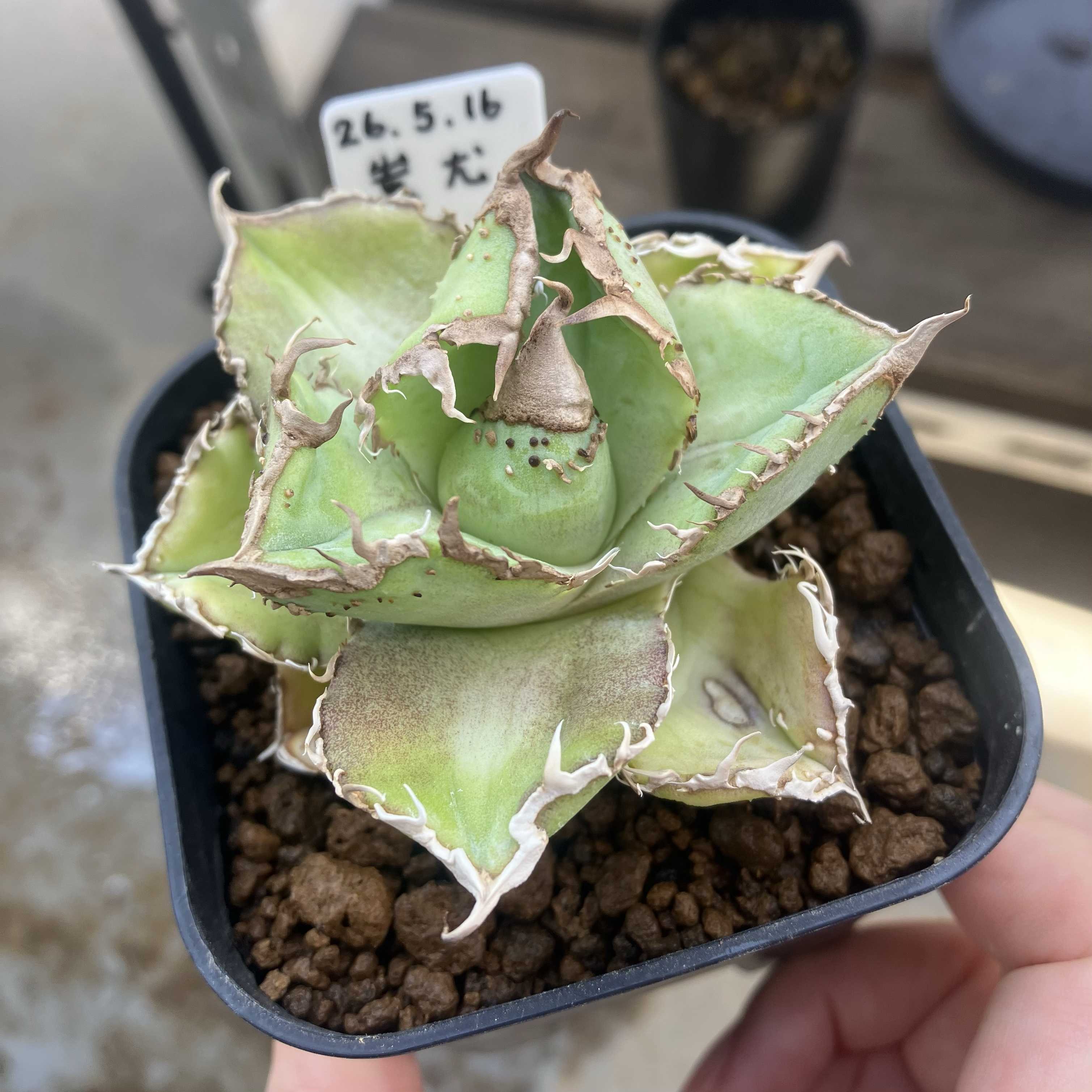 ハオルチア・新氷砂糖 錦｜🍀GreenSnap（グリーンスナップ）