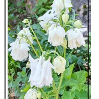 オダマキ,さやえんどう　絹さや,花のある暮らし♡,おうち園芸,畑の画像