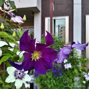 クレマチス,クレマチス・ビオラ,テッセン(クレマチス),鉢植え,ガーデニングの画像