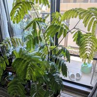 エバーフレッシュ,観葉植物,か〜わい〜,おうち園芸,元気に育ててますよの画像