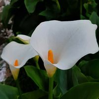 オキザリス,カラー,春菊のお花,お花のある生活,元気もらえるの画像