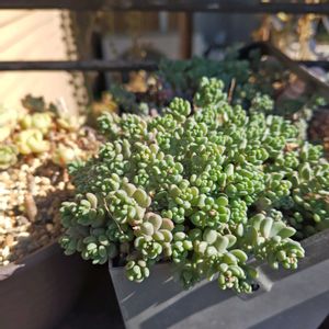 ダシフィルム リファレンス,多肉植物,セダム属,多肉丼,多肉女子の画像