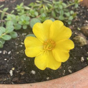 ポーチュラカ,鉢植え,開花,黄色の花,緑が好きの画像