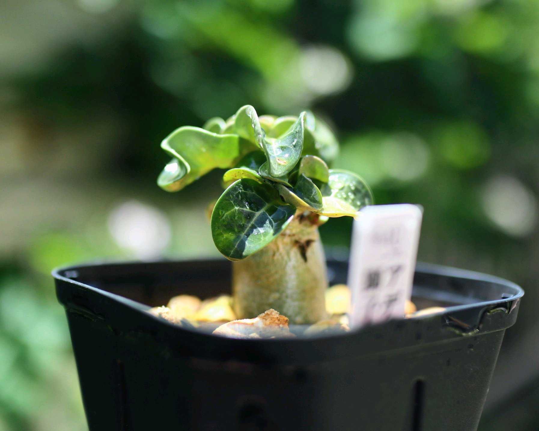 塊根植物(コーデックス)とは｜レアで人気の種類は？育て方のコツは
