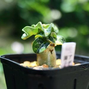 アデニウム 獅子葉,2026年獅子葉選手権,多肉植物,塊根植物,アデニウム属の画像