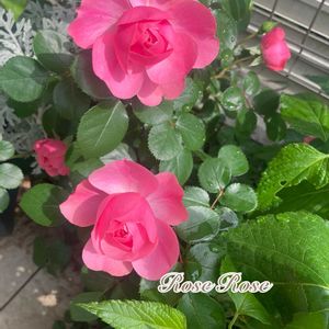 バラ,レオナルド・ダ・ビンチ,可愛い,癒し,薔薇♪の画像