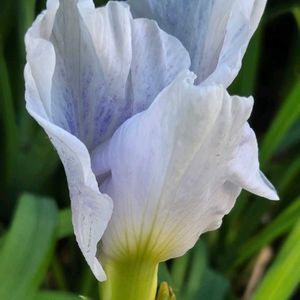 花菖蒲 　初夢,花菖蒲 　初夢,花菖蒲 　初夢,花菖蒲 　初夢,花菖蒲 　初夢の画像