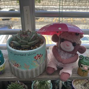 植え替え,多肉女子,GS植物うちなーぐち会,まつぴよさんｿｯｸｽﾌｧﾐﾘｰ♥️,元気に育ててますよの画像