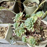 多肉植物,大阪,植物大好き,お花大好き,生き物大好きの画像