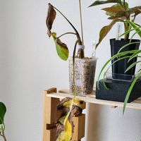 モンステラ,観葉植物,室内組, 斑入りモンステラ,モンステラ ボルシギアナ 斑入りの画像