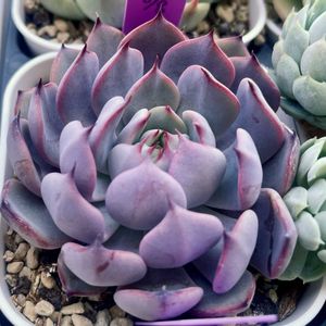 ミックスベリア 美紫妃,多肉植物,エケベリア属,多肉中毒,タニラーの画像