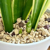 サンセベリア,サンスべリア,観葉植物,インテリアグリーン,緑は癒しの画像