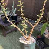パキポディウム,センナ・メリディオナリス,多肉植物,塊根植物,コーデックスの画像