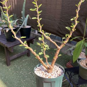 パキポディウム,センナ・メリディオナリス,多肉植物,塊根植物,コーデックスの画像