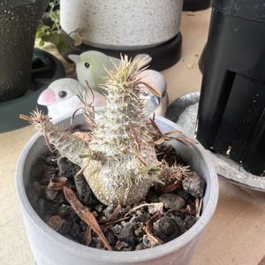 パキポディウム,パキポディウム・グラキリス,塊根植物,パキポディウム属,iPhone撮影の画像