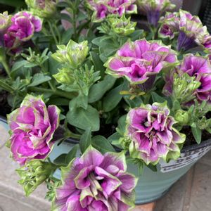 ペチュニア,ガーデニング,夏の花,八重咲き,花のある暮らしの画像