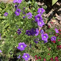 花のある暮らし,広い庭の画像