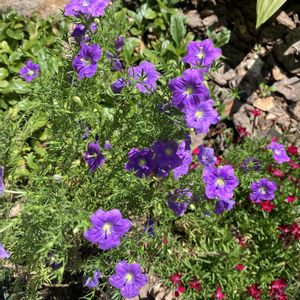 花のある暮らし,広い庭の画像