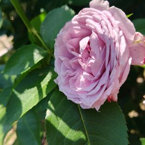 花のある暮らし,四季の彩り,薔薇バラばら♪,夏庭♥️,巡る季節♥️の画像