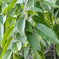 フジ,クマシデ,チガヤ,癒し,花のある暮らしの画像