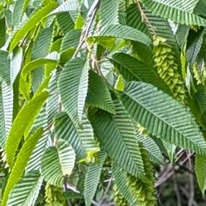 フジ,クマシデ,チガヤ,癒し,花のある暮らしの画像