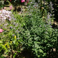 花のある暮らし,四季の彩り,夏庭♥️,巡る季節♥️,初夏の風景♥の画像