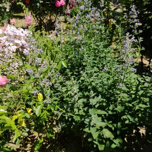 花のある暮らし,四季の彩り,夏庭♥️,巡る季節♥️,初夏の風景♥の画像