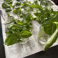 バジル,キッチン,家庭菜園,庭の画像
