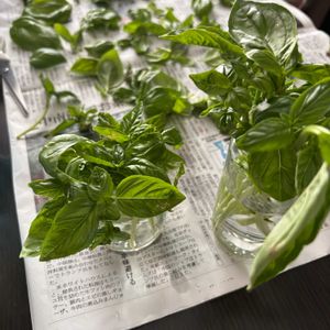 バジル,キッチン,家庭菜園,庭の画像