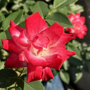 ばら バラ 薔薇,お出かけ先の画像
