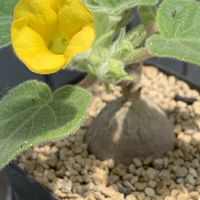 塊根植物,開花,黄色い花,ビニールハウスの画像