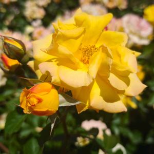 バラ,季節の花,東京,花のある暮らし,緑のある暮らしの画像