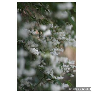 ヒメウツギ,ヒメウツギ,元気をありがとう٩( ᐛ )و,可愛い,山野草の画像