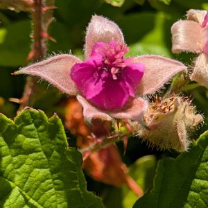 ジューンベリー,ナワシロイチゴ,シークァーサー,北山緑化植物園,ウォーキングにての画像