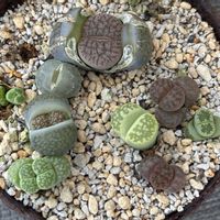 リトープス,多肉植物,成長記録,バルコニー/ベランダの画像