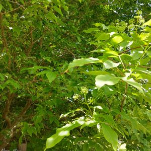 名前を教えて,名前を教えて,世界平和,神戸市立森林植物園,被災地にエールを…。の画像