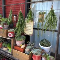 ローズマリー,多肉植物,ドライフラワー,ナチュラルガーデン,多肉棚の画像