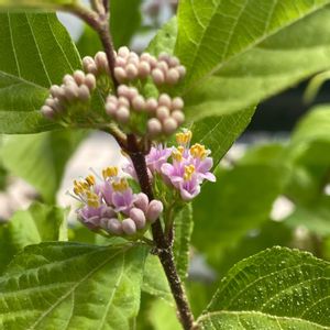ムラサキシキブ,ムラサキシキブ,鉢植え,ベランダの画像