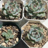 癒し,花のある暮らし,植物のある暮らし,出会いに感謝,元気!の画像