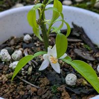 柚子,ユズ,鉢植の画像