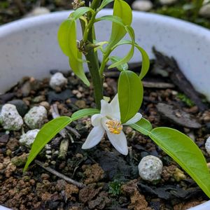 柚子,ユズ,鉢植の画像