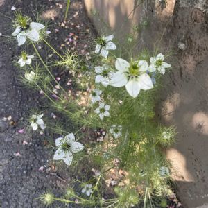 ニゲラ,放置栽培,神奈川県,庭の画像