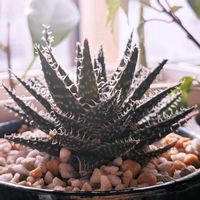 アロエ,アロエ・ジュクンダ,アロエ・ジュクンダ,観葉植物の画像
