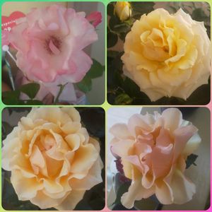カーネーション,薔薇,カタバミ,クイーンエリザベス,ラグランジア ブライダルシャワーの画像