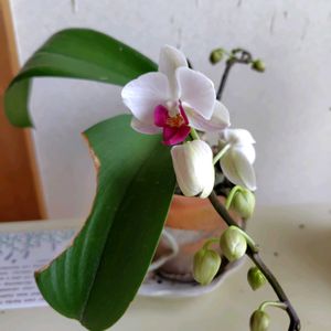 胡蝶蘭,開花,洋らんの画像