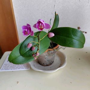 胡蝶蘭,開花,洋らんの画像