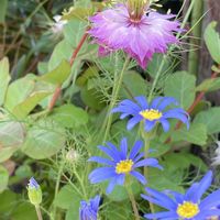 ニゲラ,ブルーデージ－,緑のある暮らし,我が家のお花,笑顔になれる♪の画像