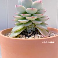 エケベリア,子株,植物のある暮らし,植物の生命力の画像